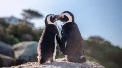פינגווינים מונוגמיים - קבלו דוגמא ל-5 חיות מונוגמיות בטבע