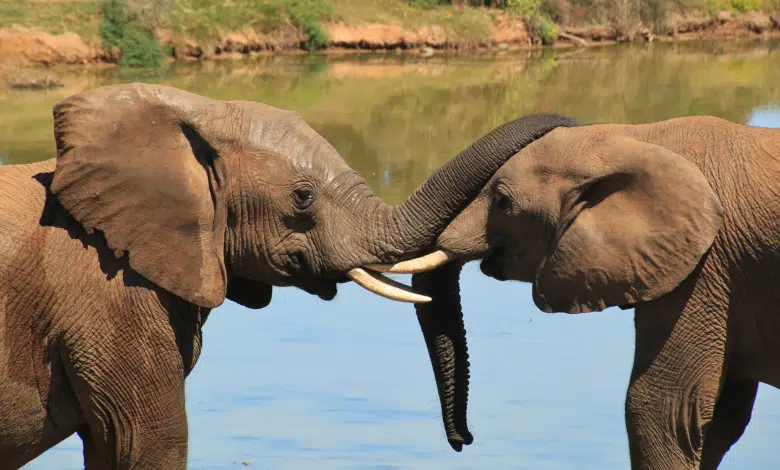 פילים בכל הסוגים - בואו ללמוד על היונק הכי גדול ביבשה